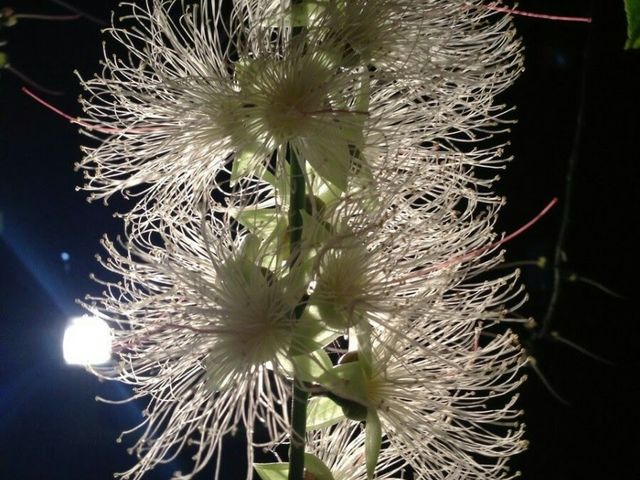 �~�b�h�i�C�g�c�A�[����