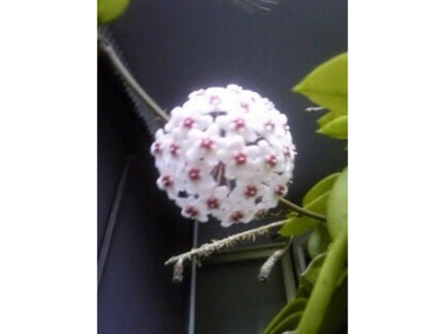 �~�b�h�i�C�g�c�A�[����