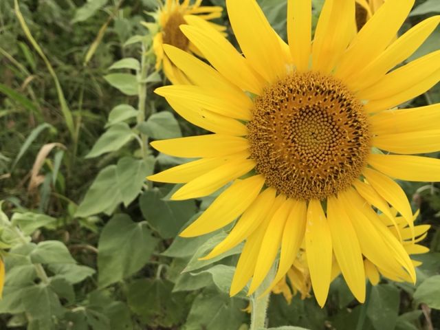 �Ђ܂��_�V�R�f�ނ̂��̂Â���̌��@�ܓ��֕��Y�ف`���Â���E�֖��E���񂱂�݁`