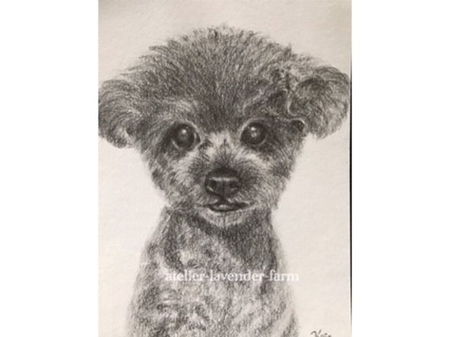 �����y�b�g�̉��M��I�[�_�[������܂��i���{�j_�A�g���G���x���_�[�t�@�[��