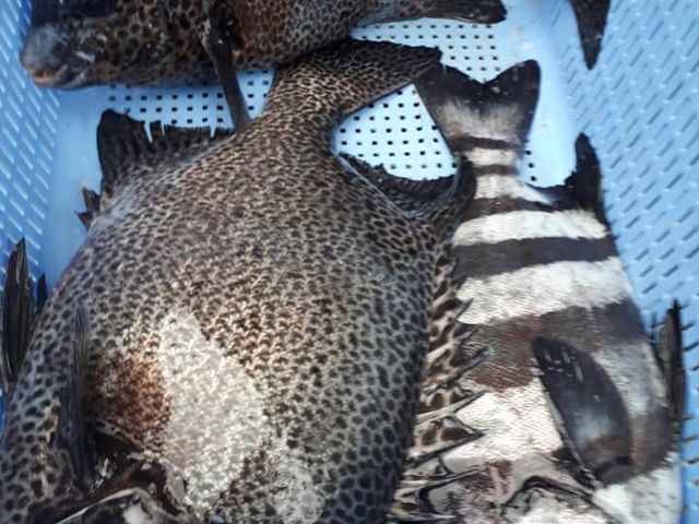 ���Q�O���@�S�Ă��_��