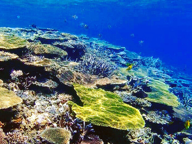 �召�l�X�Ȏ�ނ̃T���S�ʂƂ����Ő�������J���t���ȔM�ы����D��Ȃ��C�����E�͂܂�ŗ��{��̂悤_�A�N�A�x�[�X