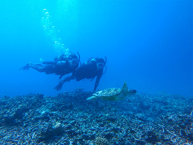 �T���S�ʂƔM�ы������łȂ��A�^���ǂ���Ζ쐶�̃E�~�K���Ƃ��ꏏ�ɉj�����Ƃ��ł���I�H_�A�N�A�x�[�X