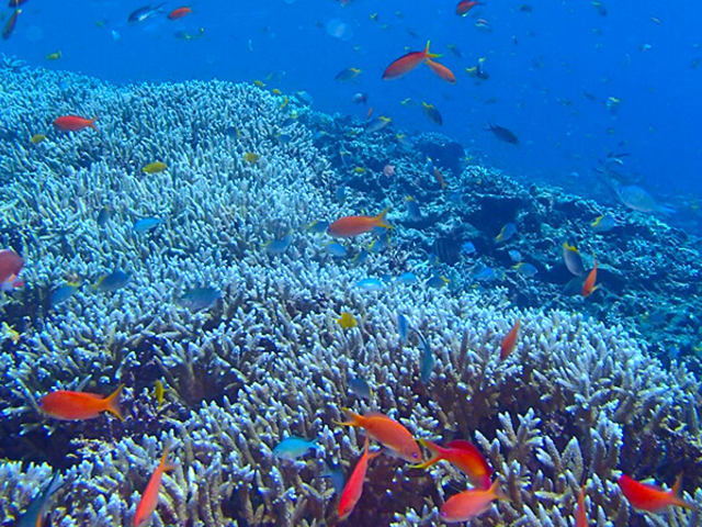 �C�̓����x�Ƌ��̎�ނ̑����͌Q�𔲂��Ă���A���E�I�ɂ��l�C�ȃ_�C�r���O���V���m�[�P�����O�X�|�b�g_�A�N�A�x�[�X