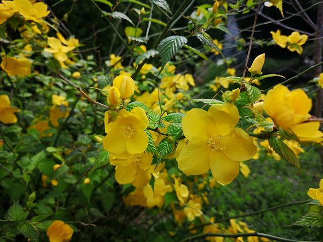 �Δn���}�l�R�H�[