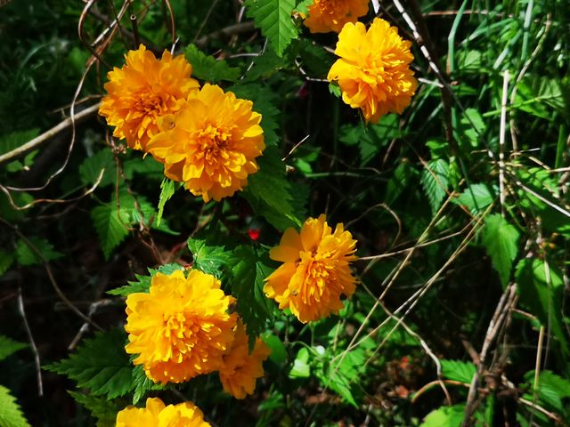 �Δn���}�l�R�H�[