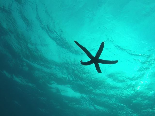 �����_�C�u (MalDive)