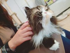 ねこカフェmimiの写真一覧 じゃらんnet