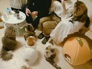 ねこカフェmimi 予約 アクセス 割引クーポン じゃらんnet