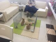 JtFEX White Rabbit̎ʐ^2