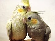 ���Ƃ�Ƃ̎ʐ^2