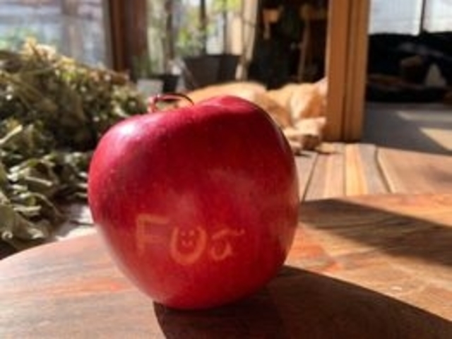 �ߏ��̔_�Ƃ����🍎�����O�ō��܂����O�O_�����H�[FUu~