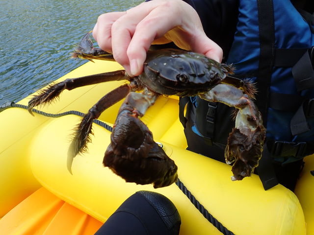 킧I傫ȃNYKjI_LOBO RAFTER ({t^[)