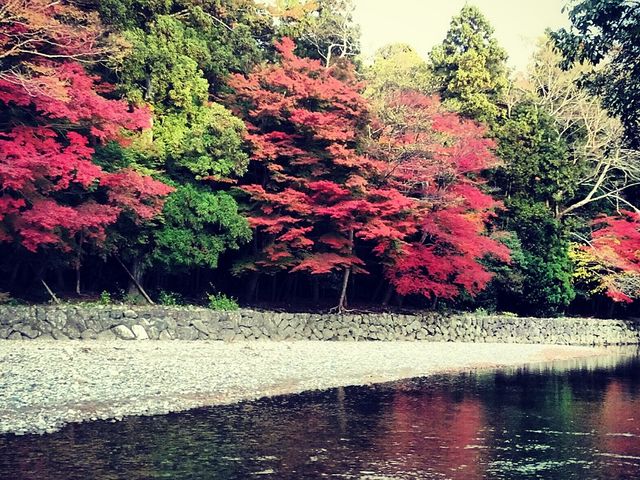 ���{�i�܏\���j_��C�^�N�V�[