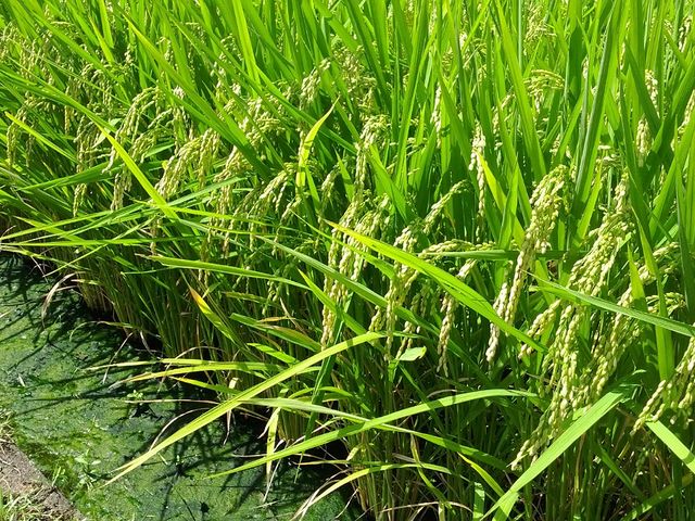 �_�{�_�c_��C�^�N�V�[