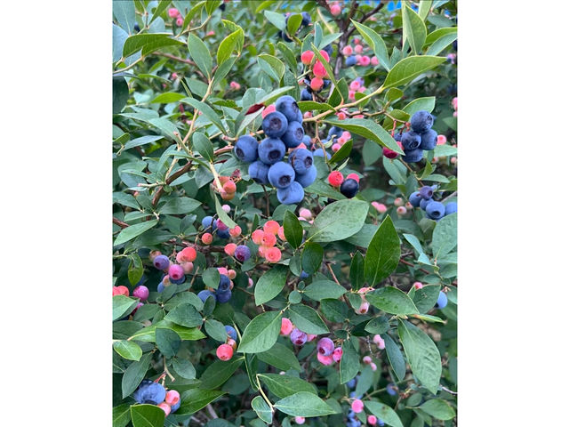 �_�c�u���[�x���[�_��