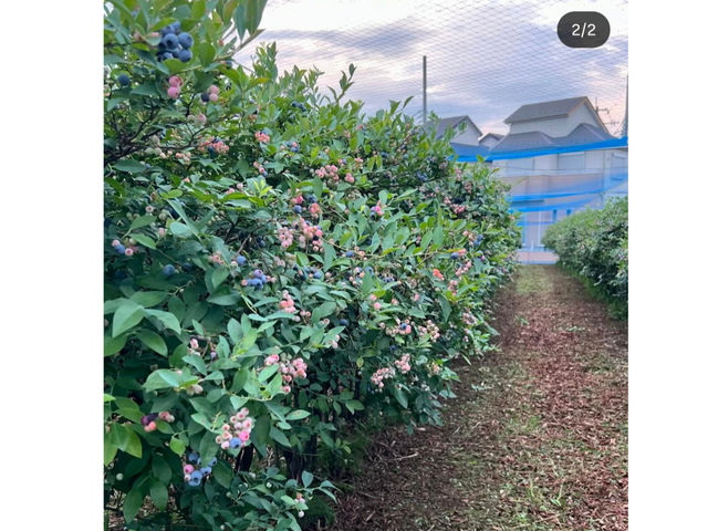 �_�c�u���[�x���[�_��