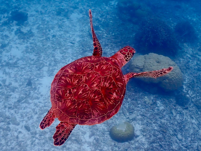 INCHER�̓E�~�K���̃|�C���g�܂�5�����x�ōs�������ł��܂��B�{�[�g�ŋx�e���Ȃ���V���m�[�P�����O���y���߂܂��B_INCHER/�C���V���[