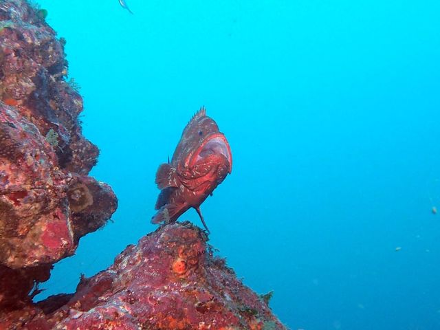 ���{�_�C�r���O�V���b�v/�I��}�����X�|�[�c�N���u