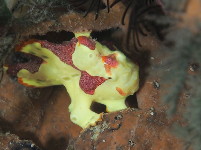 ���{�_�C�r���O�V���b�v/�I��}�����X�|�[�c�N���u