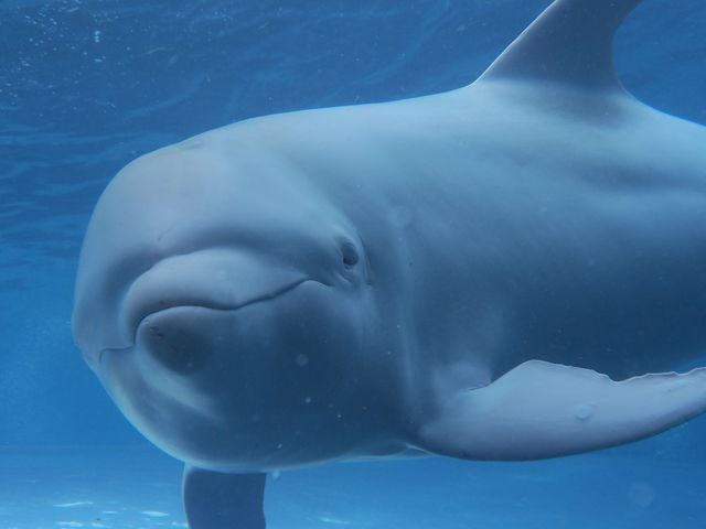 ���{�_�C�r���O�V���b�v/�I��}�����X�|�[�c�N���u