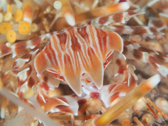 ���{�_�C�r���O�V���b�v/�I��}�����X�|�[�c�N���u