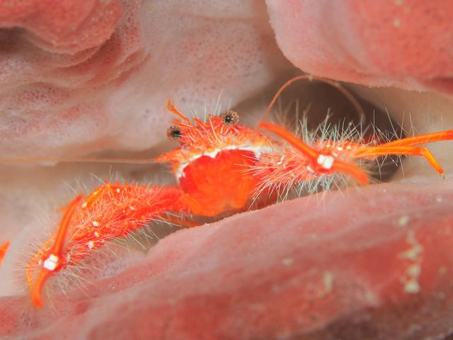 ���{�_�C�r���O�V���b�v/�I��}�����X�|�[�c�N���u