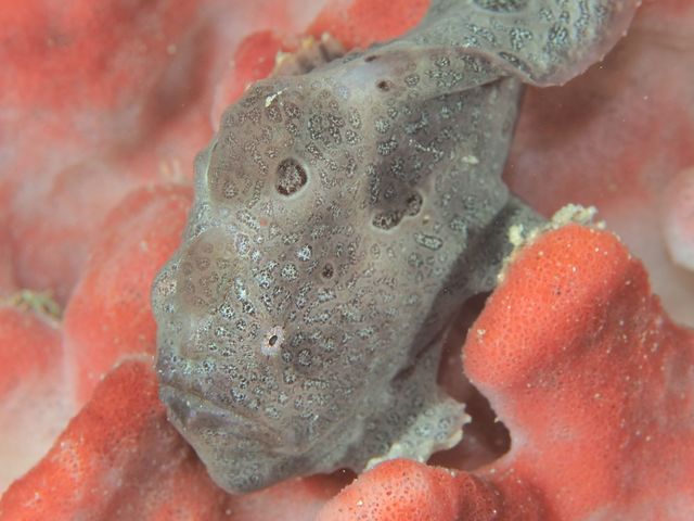 ���{�_�C�r���O�V���b�v/�I��}�����X�|�[�c�N���u