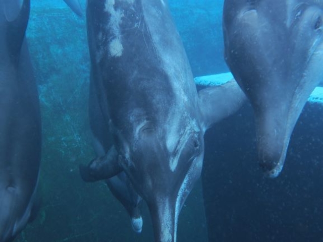 ���{�_�C�r���O�V���b�v/�I��}�����X�|�[�c�N���u