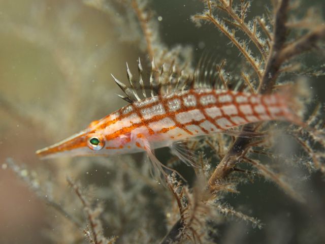 ���{�_�C�r���O�V���b�v/�I��}�����X�|�[�c�N���u