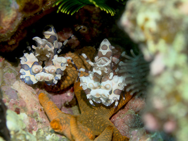 ���{�_�C�r���O�V���b�v/�I��}�����X�|�[�c�N���u