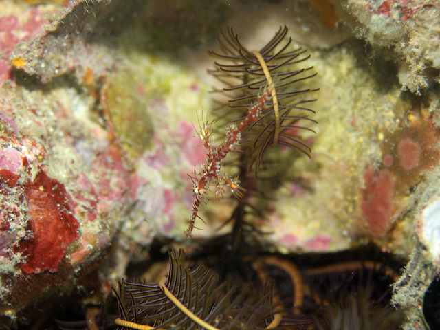 ���{�_�C�r���O�V���b�v/�I��}�����X�|�[�c�N���u