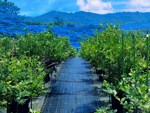 �ɂ₩�ȌX�Βn�ŁA�����͑S�ʖh���V�[�g�ɕ����Ă��܂�_Obina Blueberry Hill