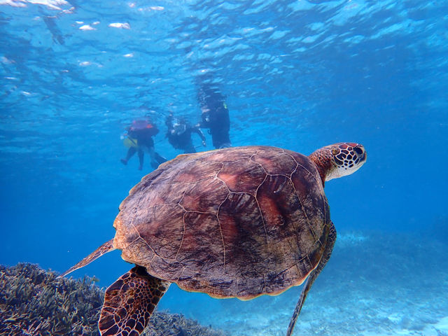 �{�Âς��c�A�[�Y