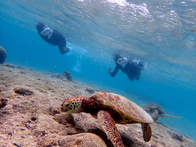 �{�Âς��c�A�[�Y