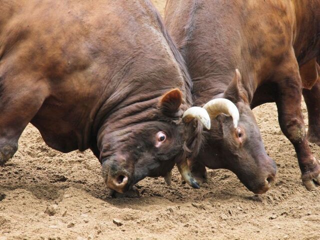 ���̊p�˂��i����J�E�R�Îu�j