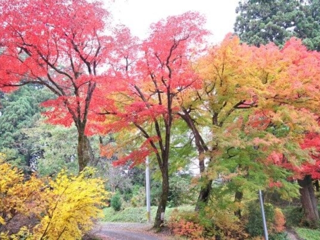 �哏�R���p�����ق̎ʐ^1