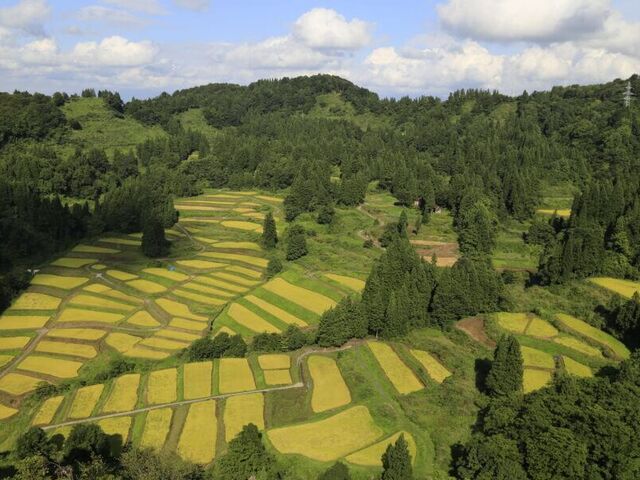 �c�n�̒I�c�̎ʐ^1