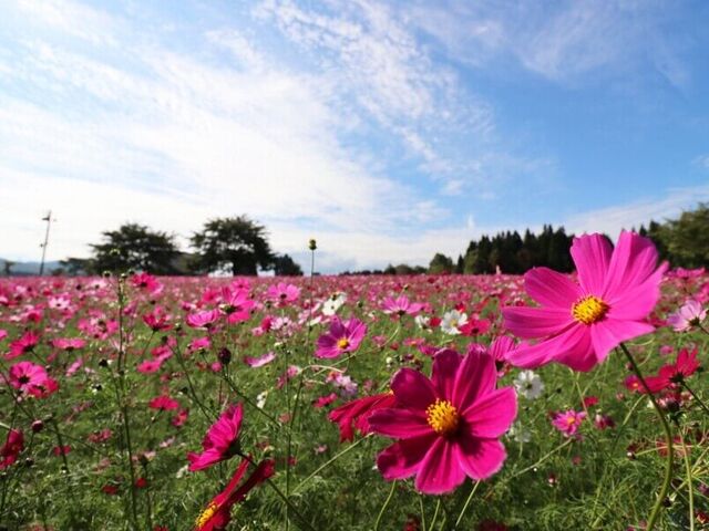 ���Ă܍����̃R�X���X�̎ʐ^1