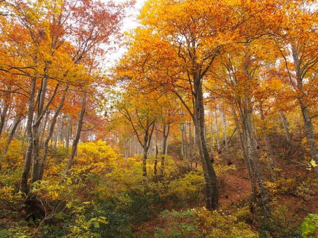 ���ԎR�̃u�i�т̎ʐ^1