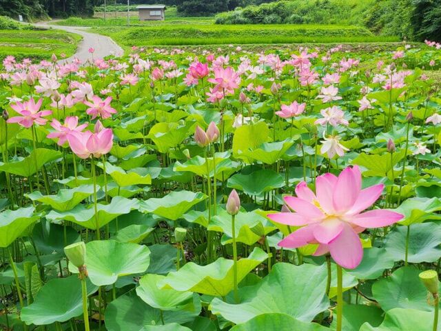 ��c���̓��N�@�̎ʐ^1