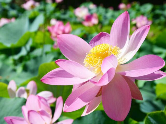 ��c���̓��N�@