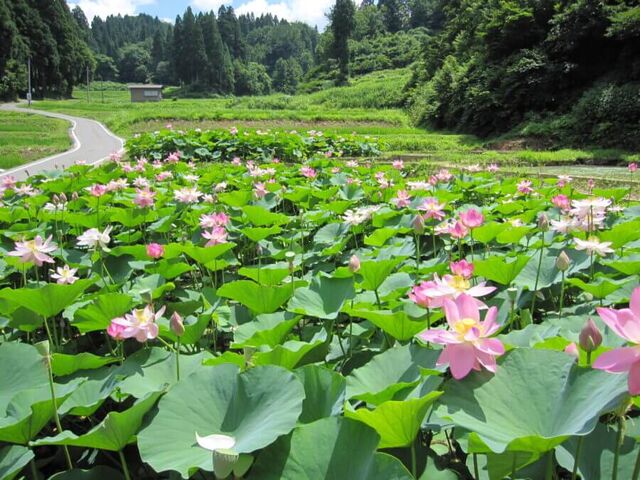 ��c���̓��N�@