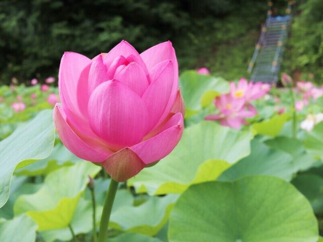 ��c���̓��N�@