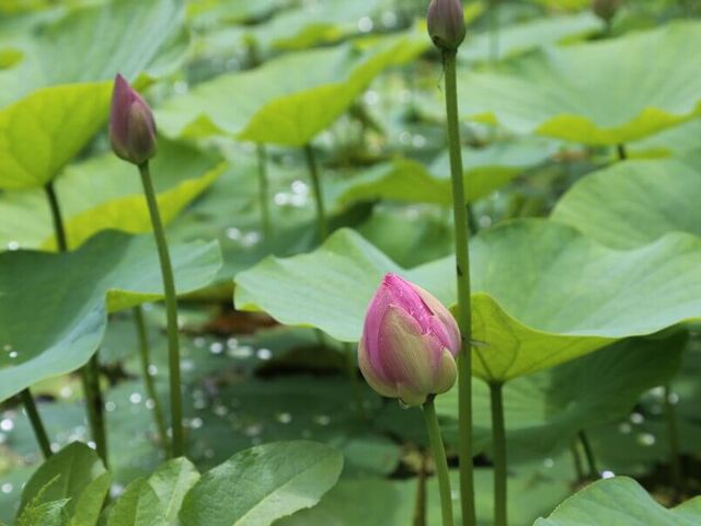 ��c���̓��N�@