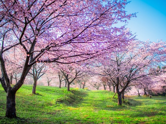 �������� ��������̗��̎ʐ^1