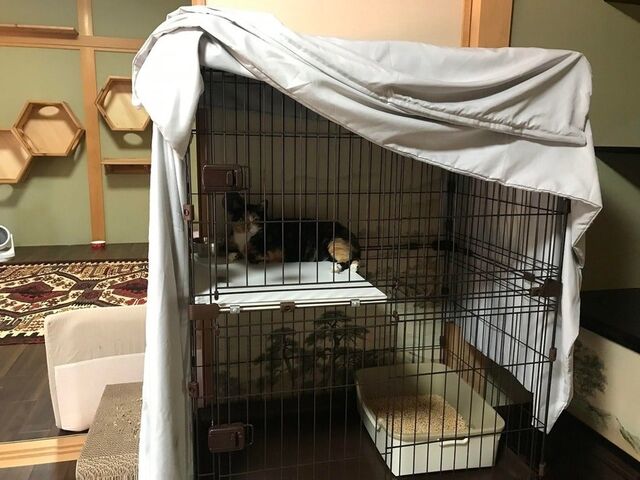 SAVE THE CAT HIDA �V�F���^�[