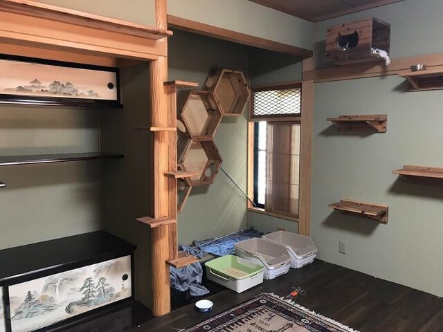 SAVE THE CAT HIDA �V�F���^�[