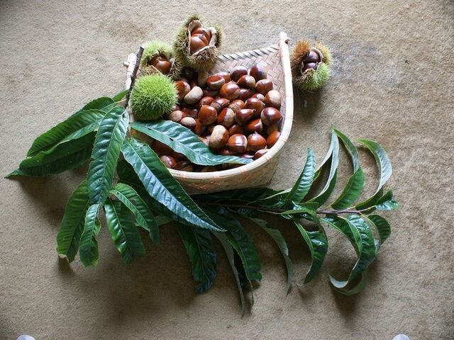 ���Ȋ}�u�R�I��