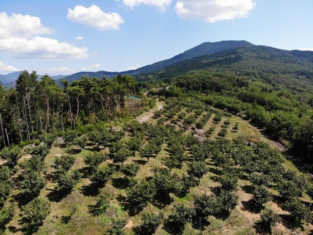 ���Ȋ}�u�R�I��